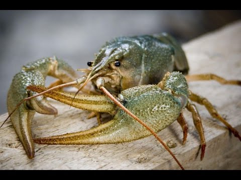 Видео: Подводная Охота на Раков. Снаряжение Для Подводной Охоты