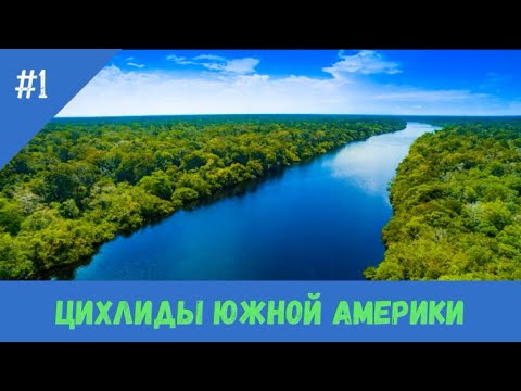 Видео: Цихлиды Южной Америки часть 1