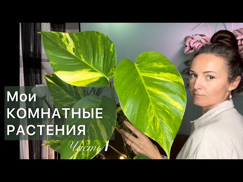 Видео: Большой обзор | АЛОКАЗИИ ДИФФЕНБАХИИ МУРДАНИЯ ФИКУС СЦИНДАПСУС ЭПИПРЕМНУМЫ Дневник садовода