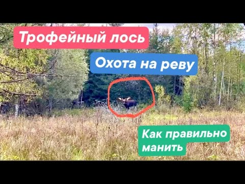 Видео: Трофейный лось. Охота на реву.Как правильно манить.
