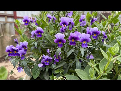 Видео: Зачем #копать под  зиму ?  