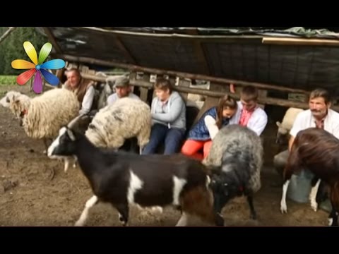 Видео: Приключения Самвела и детей из МастерШеф в Карпатах! Часть 3 – Все буде добре. Выпуск 907 от 2.11.16