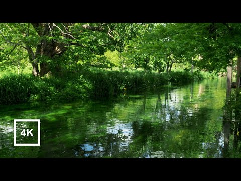 Видео: Расслабляющая прогулка по прекрасной ферме васаби | Azumino, Nagano, Japan 4K