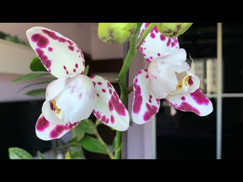 Видео: ПРО ПОЛИВ 💦 Как я поливаю орхидеи. #орхомания #orhid #flowers #орхидеи #цветы