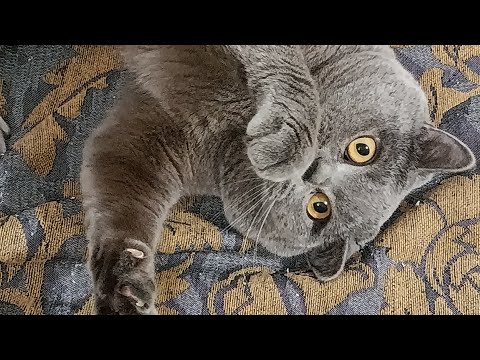 Видео: Кот Лёлик ♥️ в прямом эфире!