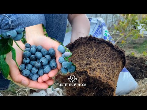 Видео: ПРАВИЛА ПОСАДКИ 🫐 ГОЛУБИКИ
