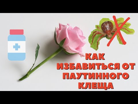 Видео: Паутинный клещ на розах. Готовимся к новому сезону.