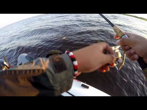 Видео: Ловля окуня на вертушку Pontoon21. Озеро Ильмень. Раздача.