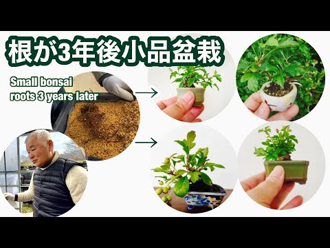 Видео: [Бонсай] Укорененный Malus sieboldii, Himebiko, Tsuruume Modoki Yajimaen @ Семена бонсай