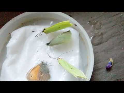 Видео: Осенние бабочки!