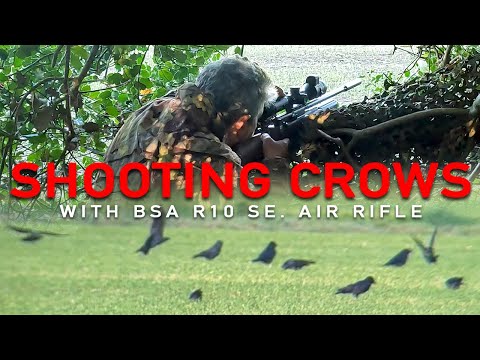 Видео: Стрельба по воронам из пневматической винтовки BSA R10 #crow #bsaairrifle