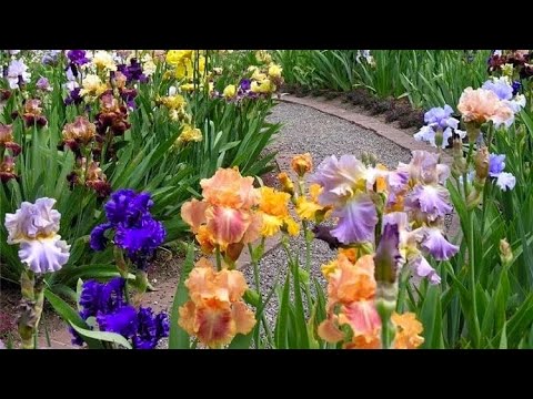 Видео: ИРИСЫ. ИНТЕРЕСНОЕ. КЛАССИФИКАЦИЯ. КРАСИВАЯ ЛЕГЕНДА. ОБЗОР СОРТОВ. Irises. Beautiful varieties.