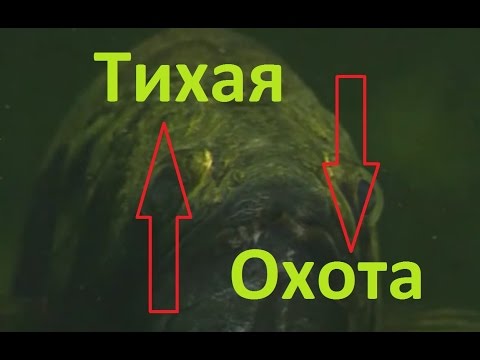 Видео: Диалоги о рыбалке- 7 -  Тихая охота