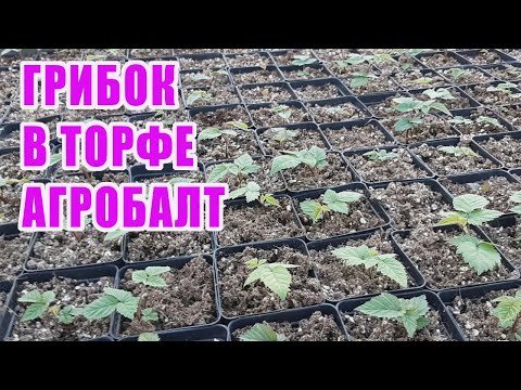 Видео: Грибок в торфе "Агробалт". Чем подкармливаю саженцы