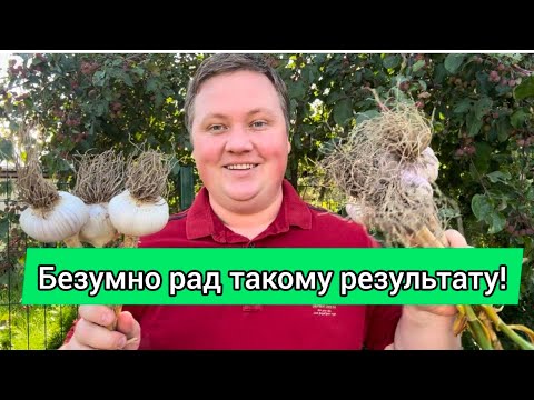 Видео: ВЫКОПАЛ ЧЕСНОК ГИГАНТ! Какой лучше?😍