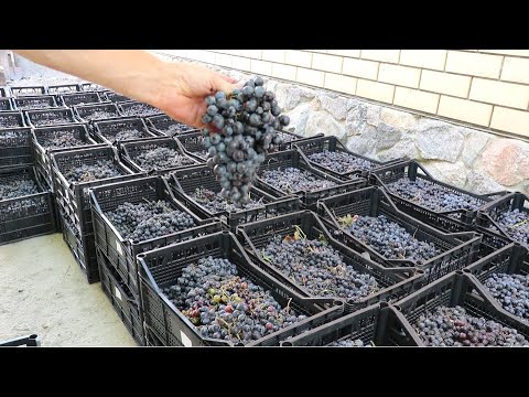 Видео: Приехал Шираз и "невидимый" Красностоп