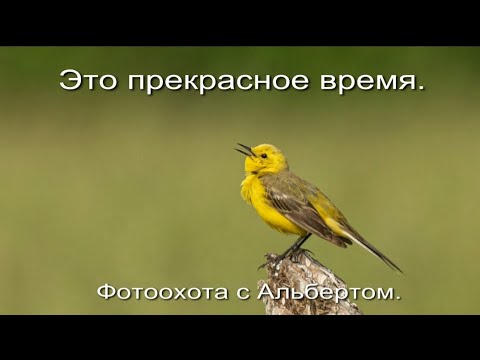 Видео: Фотоохота с Альбертом. Это прекрасное время.