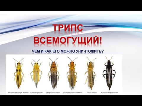 Видео: Как уничтожить трипса?  Третья часть разговора о вредителях батата.