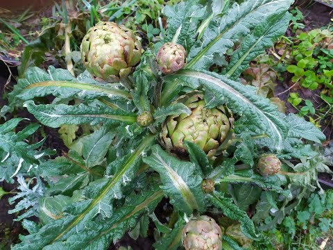 Видео: 4 способа выращивания артишока. Часть 2 - результаты прошлого сезона.