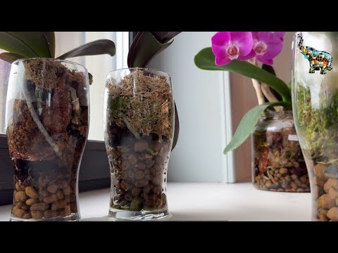 Видео: Пересадка орхидеи азиатского подростка 1,7 в кору … не без приключений 🤯😤😫 #phal #orchid