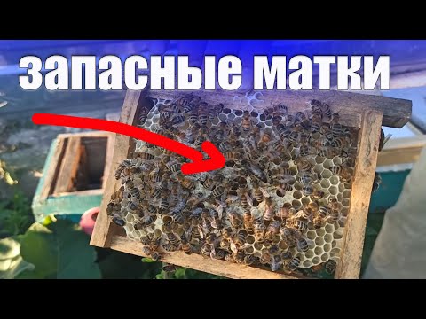 Видео: Запасные матки. Нуклеус для пасеки