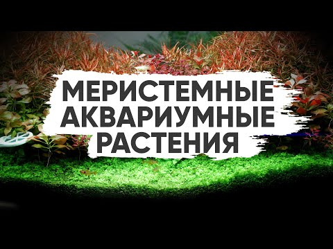 Видео: Меристемные аквариумные растения. К. Фролов - кандидат биологических наук