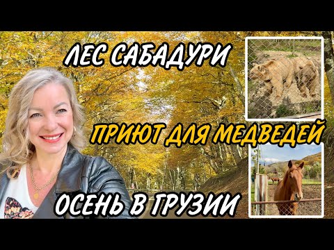 Видео: Лес Сабадури. Вот где самая красивая осень в Грузии 🍁🔥 Медвежий приют в 20 км от Тбилиси. Были там?
