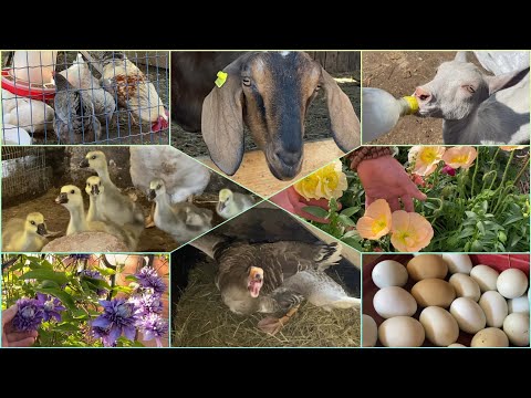 Видео: ГУСИ РАСТУТ КАК КОНИ// ЧУДЕСНЫЙ САД// КОЗЫ