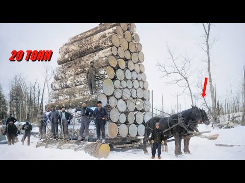 Видео: Гигантские Тяжеловозы в действии. Это самые сильные Лошади на планете.