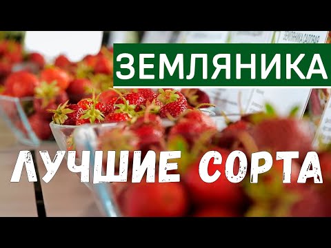 Видео: Лучшие ремонтантные сорта земляники. Садовая земляника - выращивание, уход.