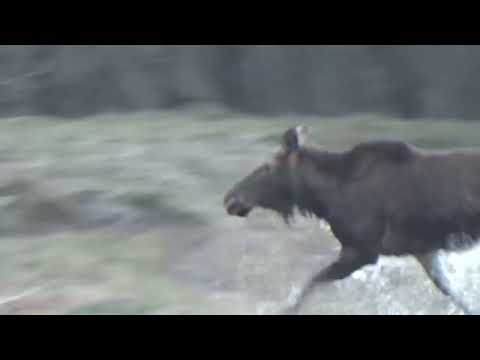 Видео: Подборка охоты на косулю, кабана, лося в Видном