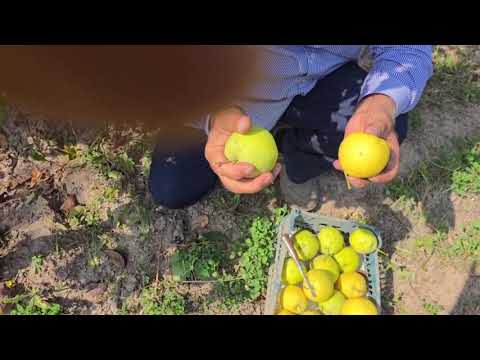 Видео: +992900004489. НОКИ ЯСОЧКА ЯКЕ АЗ БЕҲТАРИН НОКҲО. НИҲОЛАШ 50 СОМОНӢ.