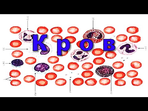 Видео: Лекція -Кров