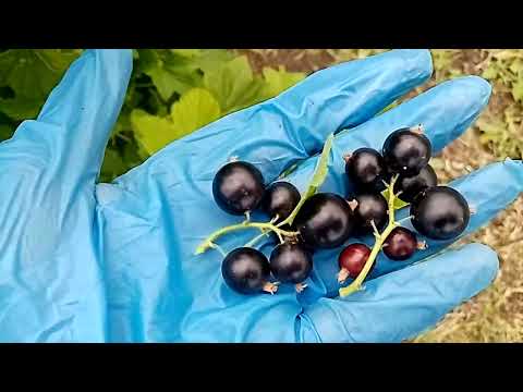 Видео: Черная смородина Ядреная. 2.07.22 г. Омск Ферма "Омская Ягода"