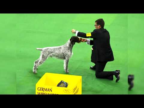 Видео: Дратхаар или немецкая жесткошёрстная легавая. Плюсы и минусы, Цена, Как выбрать, Факты, Уход