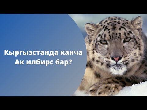 Видео: Кыргызстанда канча Ак илбирс бар?  Алардын саны кантип такталат, изилденет?  / КЕТТИК ТООГО!
