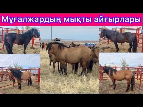 Видео: Мугалжар айгырларынын көрмесі Мықты мықты айғырлар Соңына дейін көріңіз