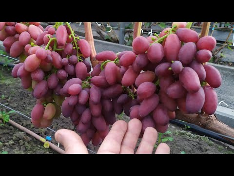 Видео: Виноградное АССОРТИ в сентябре 2025г.  ЧАСТЬ 3 !!! 