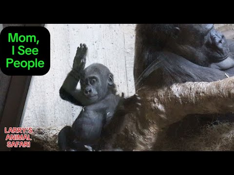 Видео: Детеныш гориллы - Джамила наблюдает за людьми (#43) #clevelandmetroparkszoo