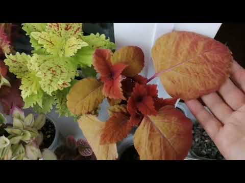 Видео: Обзор некоторых комнатных растений.