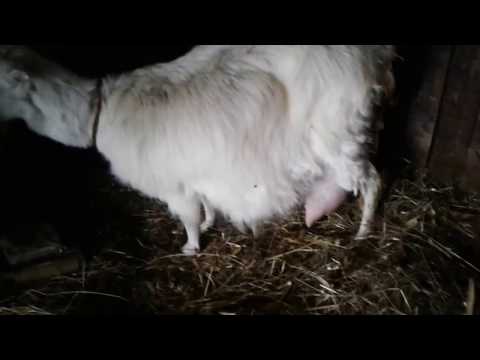 Видео: Дважды два  -  четыре...  или  Окот - вещь непредсказуемая!