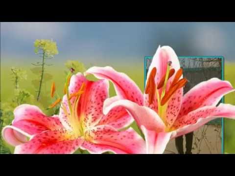 Видео: Моему отцу посвящается