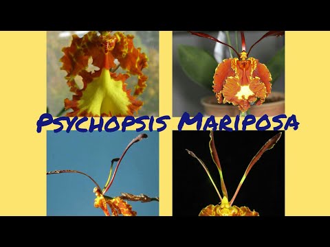 Видео: Психопсис MARIPOSA. Неприятные новости и пересадка.