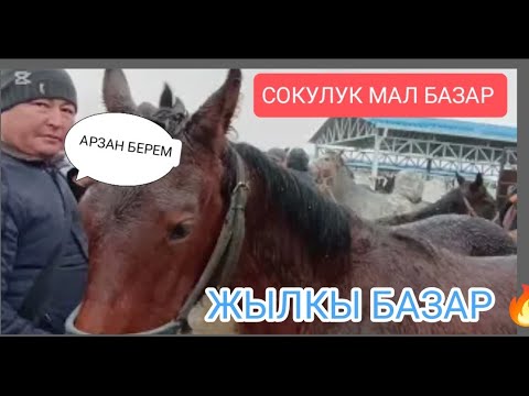 Видео: СОКУЛУК ЖЫЛКЫ БАЗАР ДОНЧАК АБАКАНДАН КЕЛГЕН ТАЙЛАР БЭЭЛЕР 1-ДЕКАБРЬ 2024Ж