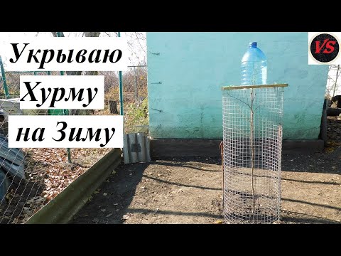 Видео: Хурма - Укрываю на Зиму