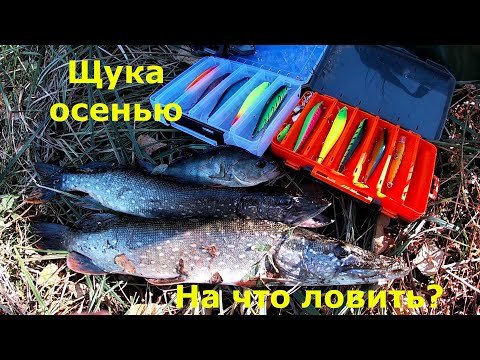Видео: Щука осенью на спиннинг! Ловля щуки!