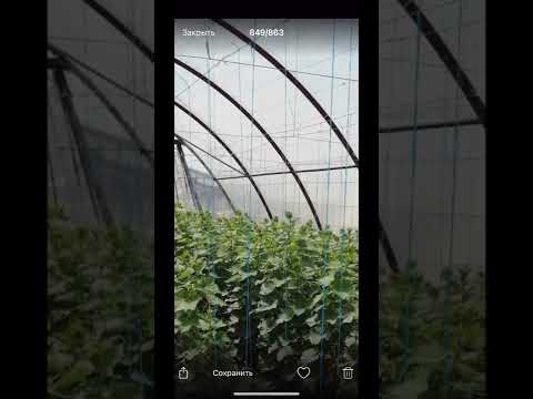 Видео: Как остановить и лечить антракноз огурца