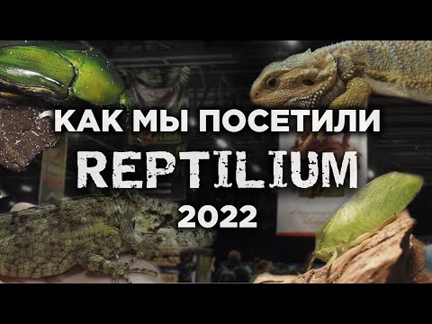 Видео: КАК МЫ ПОСЕТИЛИ ВЫСТАВКУ ЭКЗОТИЧЕСКИХ ЖИВОТНЫХ REPTILIUM?