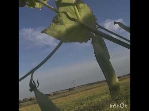 Видео: Горох сорт Готик в системе No-till Милютинский р н Ростовская обл 2022г