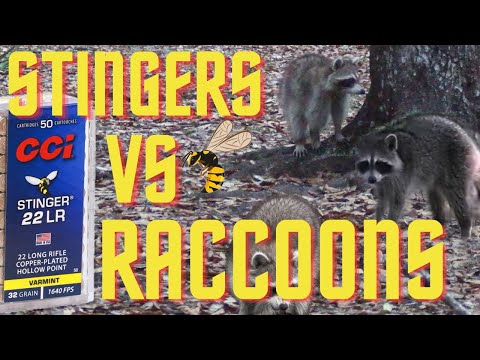 Видео: Охота на енотов с CCI .22 Stingers